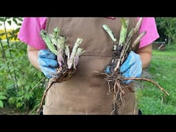 How to Easily Propagate Comfrey for Endless Minerals + Fertilizer!