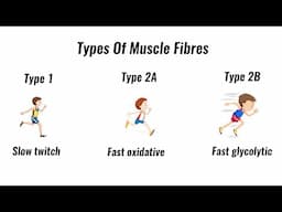 Types of muscle fibres - fast twitch, slow twitch (GCSE PE)