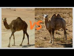 Two main types of camels! Dromedary camel and bactrian camel!