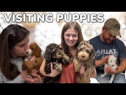 Carol's Guardians Meeting Her Puppies And Maya’s Remaining Older Puppies