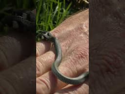 Rare Two Headed Snake #ytshorts #snake #wildlife #wildanimals #nature