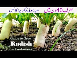 Growing White Radish From Seeds | IN 40 DAYS ONLY | Gamalon mein white radishes