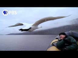 How David Attenborough Captured Memorable Swan Moment