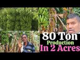 80 tons production in 2 acres, Banana farming, Successful banana farming, #bananafarming