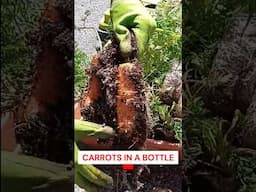 Carrots In A Bottle 🥕 #gardening #diyhydroponics #garden #hydroponics #carrots