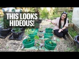 Planting Out The Summer & Winter Squash, Pumpkin, & Courgettes