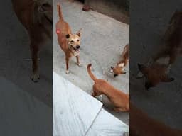 Dog feeding करने का सकून | Mr Faraz Vlogs #love #dog #pets  #animals #doglover #helpvoiceless