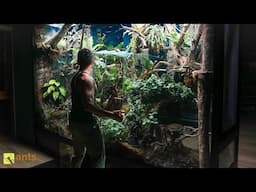 I Unleashed a Massive Colony of Weaver Ants Into My Giant Rainforest Vivarium