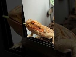 Meet My Bearded Dragon - Zsasz