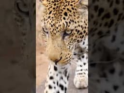 So close to a Leopard, I could stroke it