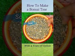 How to make a Bonsai Tree at home | बोन्साई कैसे बनाएं | Bonsai for beginners #shorts #bonsai