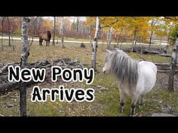 Astrid the Pony Arrives - Part One of New Electric Fence Install