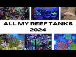 ALL MY REEF AQUARIUMS 2024 (5 Reef Tank Updates)