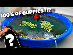 How To Breed Guppies! (Cheap and Easy)