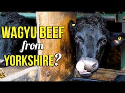 Is Yorkshire Home To The Best Beef In The World? Explore Wagyu Cattle Farming!