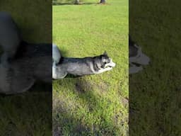 Telling A Husky What To Do #husky #funny #siberianhusky