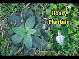 Hoary Plantain: Edible and Loaded with Health Benefits