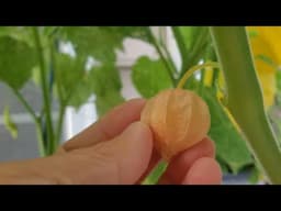 Ground cherry