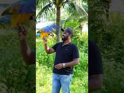 Macaw Outdoor Shoot | #blueandgoldmacaw #ShaikhTanveer #macaws