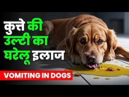 कुत्ते में उल्टी कैसे रोकें || how to stop vomiting in dog || desi medicine for stop vomiting