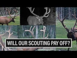 WILL OUR SCOUTING PAY OFF? | 2024 ELK TACTICS 🎙️EP. 858