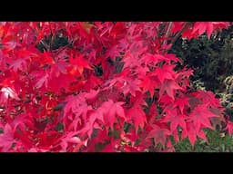 Japanese Acer Osakazuki - Autumn / Fall Colour - WOW! Best Japanese Maple for Color !