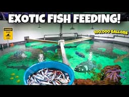 Feeding A 100,000 Gallon FISH POND!!