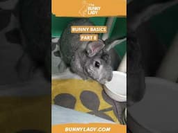 Bunny Basics 8: Socializing a Rabbit #rabbitcaretips  #petbunny