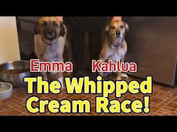 Not cruise related…. Just wanted to make you smile!  The Great Whipped Cream Dog Race!