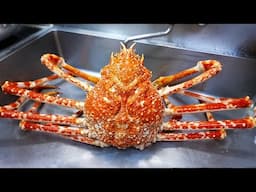 Japanese Food - GIANT SPIDER CRAB SASHIMI Uosei Shizuoka Seafood Japan