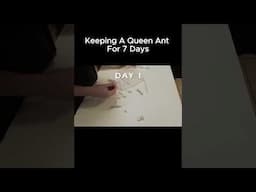 Keeping A Queen Ant For 7 Days #ants #queenant #insects