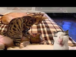 Funniest Cats And Dogs Videos - Can dogs and cats become best friends? Part 1