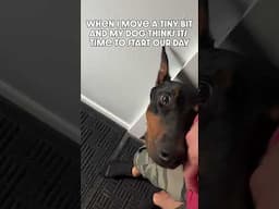 Don't Move #dog #funny #puppy #doberman #dobermanpinschers #dobermanpuppy #dogsfunny