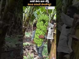 How to Get More Yield from Banana Tree? #shorts #bananafarming #trendingshorts