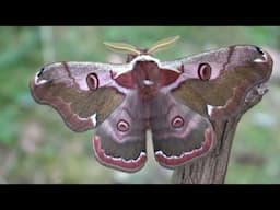 HOW TO BREED The "Eastern Emperor Moth" (Rinaca boisduvalii)