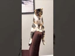 funny cats 😂 episode 115 #shorts