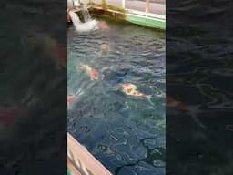 1 meter koi at Sakai Fish Farm. #sakaifishfarm #koi #carp #colors #fish #japan