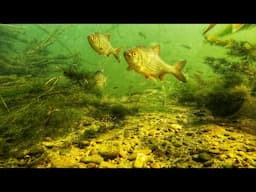 River Dunajec Underwater