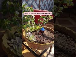 Best Bonsai soil Mix at home