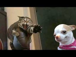 Funniest Cats And Dogs Videos - Funny Animal Fails of the Week