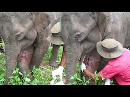 Young angry Bull suffering with an abscess popped in the leg, gets treated by sympathetic officers