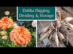 Dahlia Digging, Dividing & Storage