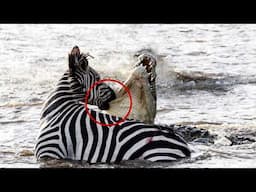 This is why Zebras are not Extinct Yet!