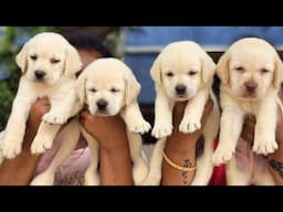 puppies for sale | Pomeranian | Labrador | German shepherd | shihtzu