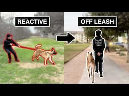 How I took this dog from REACTIVE to OFF-LEASH (My 4-Step Process)