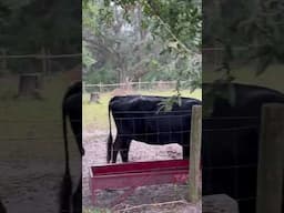 Our highly trained girls #farming #cow #shorts