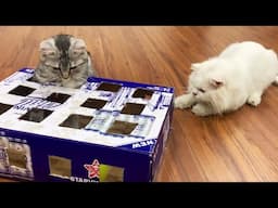 Cute Cats Playing With Cardboard Box Toys - Milo Kitten