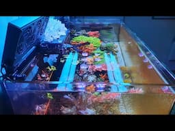 My Reef Tank Looks Terrible... Here's Why