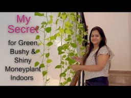 Secret Tips to grow Lush Green & Healthy Moneyplants Indoors Permanently||Tips to grow  Houseplants