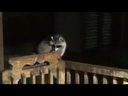 Sun 17 Nov  only three raccoons tonight